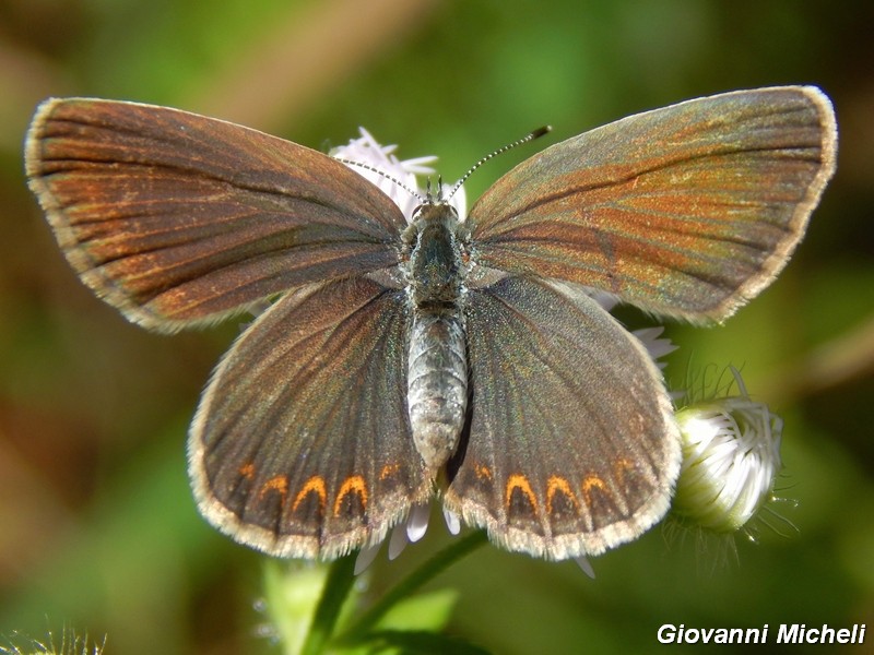 Plebejus argus